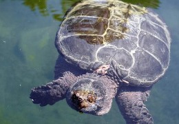 肌醇——魚、蝦飼料的能量補(bǔ)給站！
